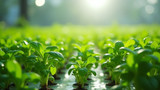 Hydroponic plants need water-soluble fertilizers