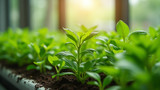 Plants absorb nutrients more efficiently with hydroponics