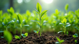 Soilless cultivation uses nutrient-rich solutions for plant growth