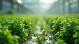 Microbes are absent in hydroponic systems