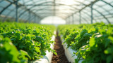 Hydroponic systems use less land than traditional farming methods