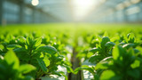 Hydroponic crops exhibit improved growth and yields