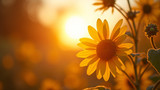 Serotonin levels are related to sunlight duration