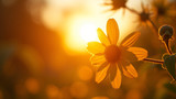 Morning sunlight affects serotonin levels throughout the day