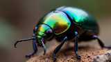 Beetle colors are determined by genetics