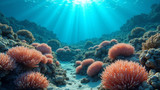 Coral reef restoration involves replanting damaged corals