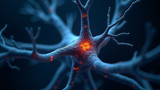 Dendrite branches facilitate more synaptic connections formation