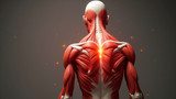 Muscles are not engaged by acupuncture techniques