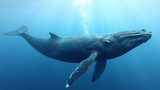 Whales are commonly seen in guided whale watching tours