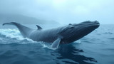 Whale watching spots lack favorable weather conditions