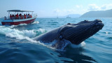 Whale watching tours allow for close-up observations