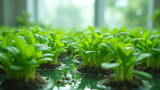 Hydroponics grows plants in water