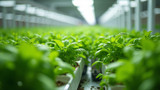 Hydroponic systems provide optimal nutrients for plant growth