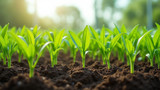 Soilless cultivation increases crop yields and efficiency