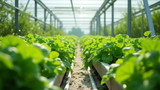 Hydroponic gardening reduces land use and water waste