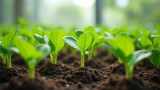 Hydroponic plants need soil