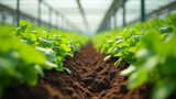 Traditional farming methods rely on hydroponic soil. (Note: Hydroponic refers to a method of growing plants in water, not soil. Therefore, it's not accurate for traditional farming methods to "rely" on hydroponic soil.)