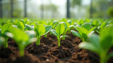 Hydroponics requires a soil substitute