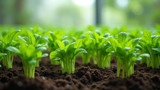 Plants grown by hydroponics need soil nutrients