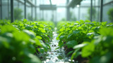 Hydroponic systems use nutrient-rich water to grow plants