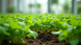 Hydroponic plants don't need soil