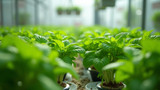 Hydroponic plants can be harmed by nutrient imbalance