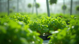 Hydroponic plants are vulnerable to pests