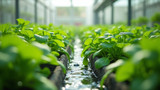 Proper water circulation improves nutrient delivery in hydroponics