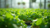 pH levels are crucial in hydroponic plant care