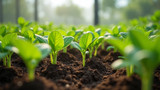 Soil contaminants can still be present in hydroponics