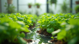 Nutrients are added to the water in hydroponics