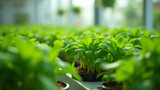 Plants absorb nutrients quickly via hydroponics