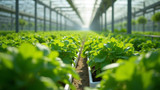 Monitoring prevents nutrient deficiencies in hydroponics