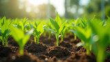 Soilless cultivation increases the risk of micronutrient deficiencies