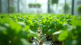 Hydroponics uses nutrient-rich solutions for plant growth