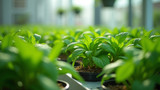 pH control is crucial for optimal plant development in hydroponics