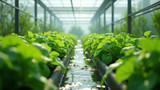 Hydroponics requires more water