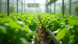 Crop varieties can be grown using hydroponics