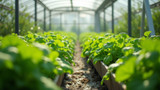 Water usage decreases greatly in hydroponic systems