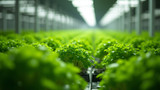 Plants grown with hydroponics require more light