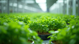 Hydroponics allows precise control of plant nutrients