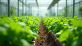 Hydroponic systems use soilless cultivation