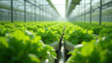 Hydroponics offers increased crop yields