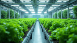 Hydroponic systems are highly automated and efficient