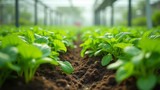 Soilless cultivation is a key feature of hydroponics