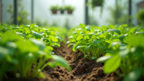 Nutrient-rich solutions are essential in hydroponics