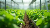 Hydroponics eliminates soil-borne diseases and pests completely