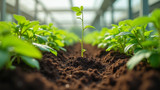 Soil is used in some hydroponic systems