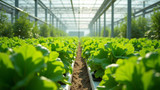 Hydroponics requires more energy than traditional farming