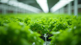 Hydroponic plants grow faster because of optimal nutrients